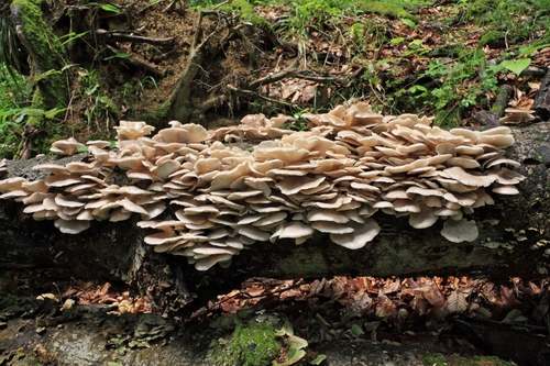 Hlíva ústřičná, Kuchaři do domu - kucharidodomu.cz, Foto: ©Samphotostock.cz/Dim154