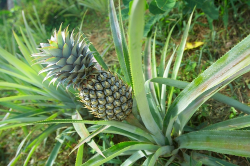 Ananas, Kuchaři do domu - kucharidodomu.cz, Foto: ©Samphotostock.cz/DoctorKan